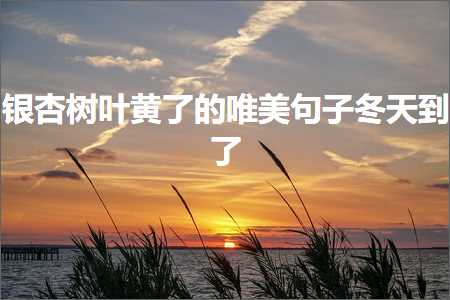 银杏树叶黄了的唯美句子冬天到了（文案348条）